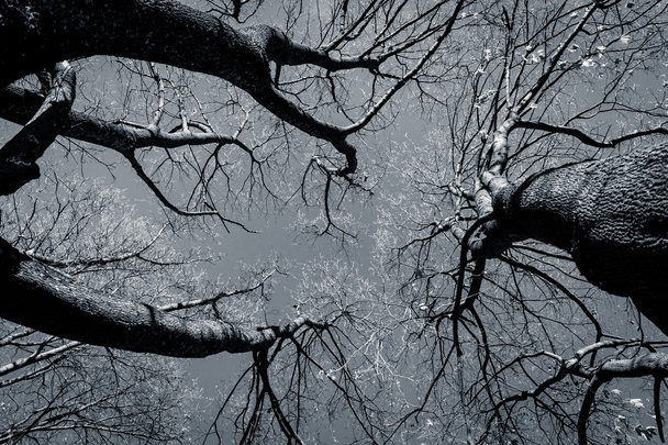 black and white tree - Фото, зображення
