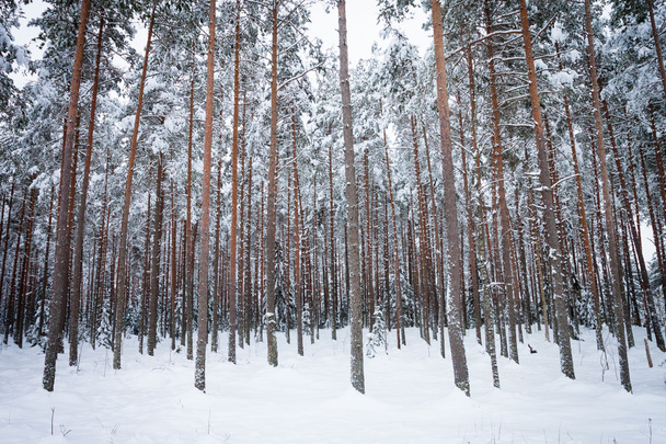 Winter pine tree forest - Zdjęcie, obraz