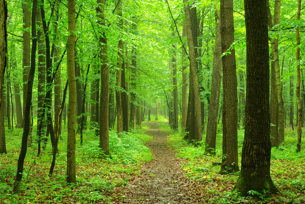 Bosque verde
 - Foto, Imagen