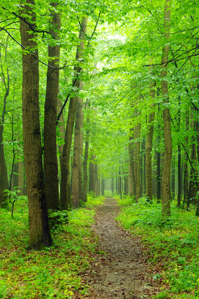 Forest - Foto, Imagem