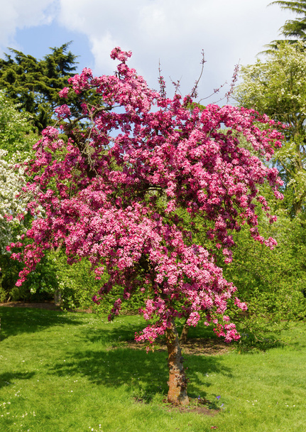 blossom cherry tree - Фото, зображення
