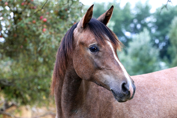 Beau portrait d'un cheval arabe de race pure
 - Photo, image