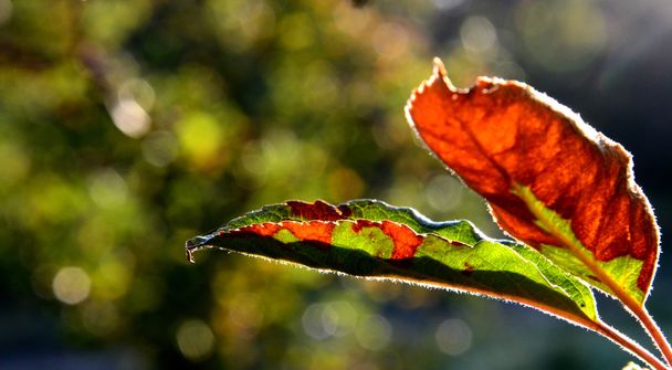 Apfelblätter im Herbstlaub, Makro - Foto, Bild
