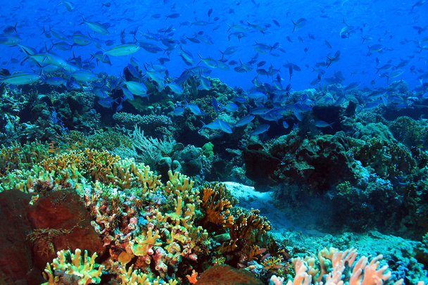 Coral Reef Komodo - Foto, afbeelding