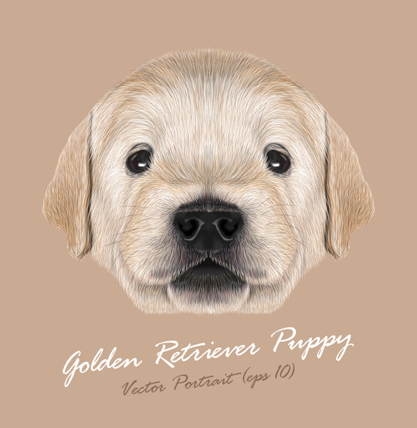 Golden Retriever σκύλων ζώο χαριτωμένο πρόσωπο. Vector κάπως χαριτωμένο ξανθό κουτάβι Γκόλντεν Ριτρίβερ κεφάλι πορτρέτο. Γούνα ρεαλιστικό πορτρέτο του σκυλάκι καθαρόαιμο νεογέννητο ευτυχισμένη retriever απομονώνονται σε μπεζ φόντο. - Διάνυσμα, εικόνα