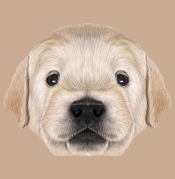 Retrato ilustrado de Golden Retriever Puppy
 - Foto, imagen