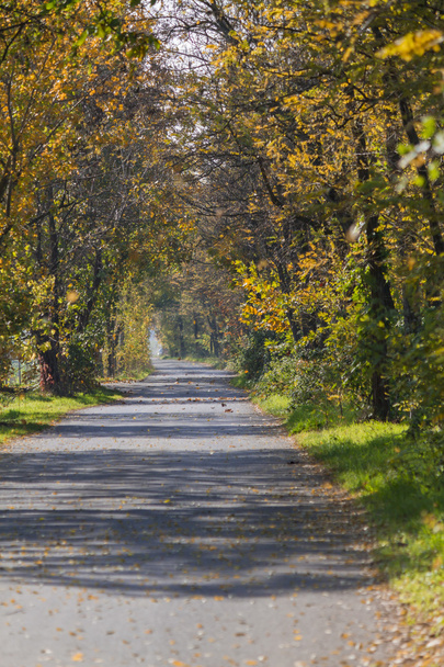road in the forest in autumn - Photo, image