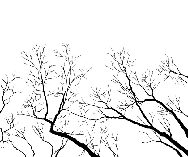 Branches nues
 - Vecteur, image