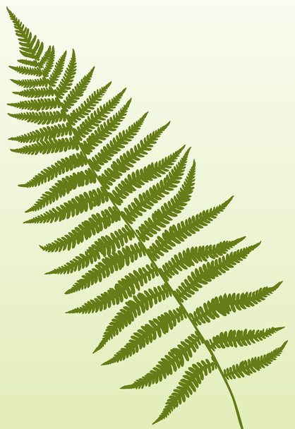 Fern Frond - Vector, Image