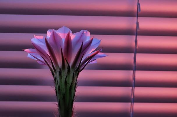Кактус цветок на рассвете
 - Фото, изображение
