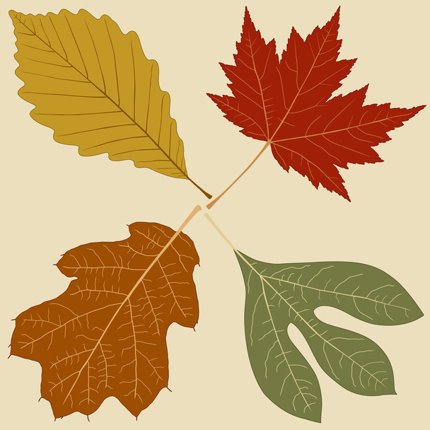 Cuatro hojas
 - Vector, Imagen