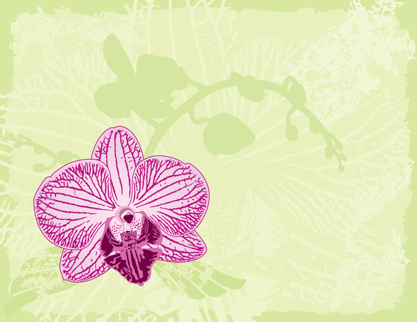 Orchid on a Green Background - Vector, imagen