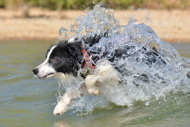 Χαριτωμένο σκυλί διασκεδάζοντας στο νερό - Φωτογραφία, εικόνα