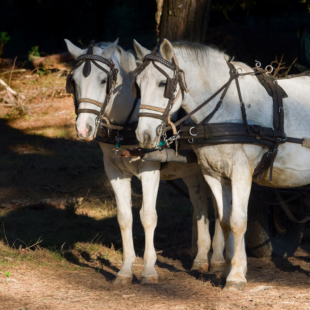 due cavalli da lavoro bianchi con imbracature e paraocchi agganciati
 - Foto, immagini