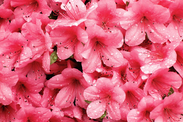 Rosa brillante azalea flores
 - Foto, imagen