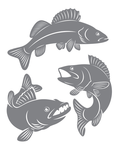 Силуэты рыбных окуней
 - Вектор,изображение