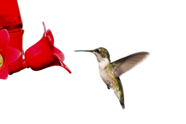 O beija-flor flutua no alimentador
 - Foto, Imagem