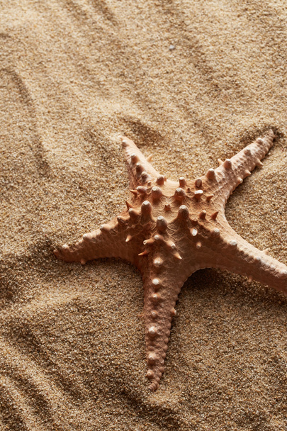 Étoile de mer sur fond de sable
 - Photo, image