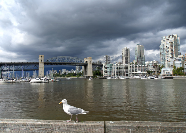 Mewa frontach zabytkowego mostu Burrard w Vancouver (Kanada) und - Zdjęcie, obraz