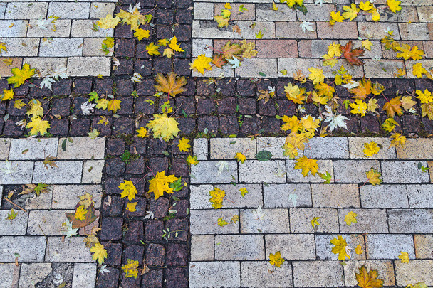 Πέσει πολύχρωμα φύλλα στο πεζοδρόμιο. Το φθινόπωρο - Φωτογραφία, εικόνα
