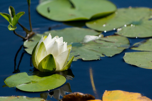 White water lilly - Foto, imagen