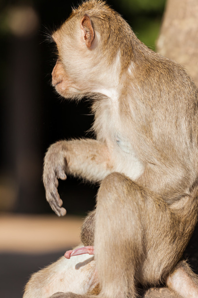 Ένα ρέζους μαϊμού με μια κάθετο πέος. - Φωτογραφία, εικόνα
