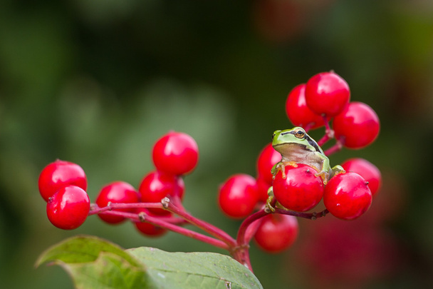 European Treefrog (Hyla arborea) hanging on red berries. - 写真・画像