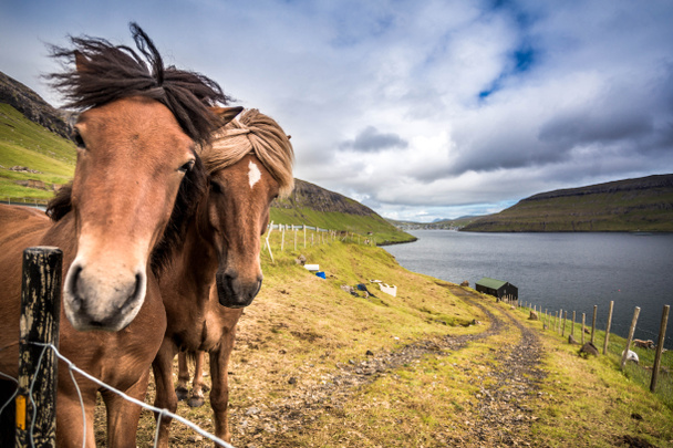 Cavalos nas Ilhas Faroé
 - Foto, Imagem