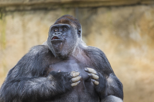 Läntinen alanko naaras gorilla seisoo kasvot eteenpäin
 - Valokuva, kuva
