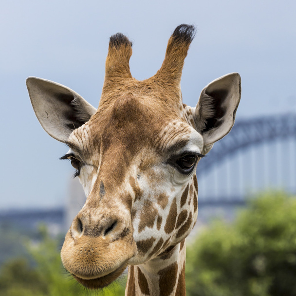 Жираф в зоопарку з видом на горизонт Сіднея в спину - Фото, зображення