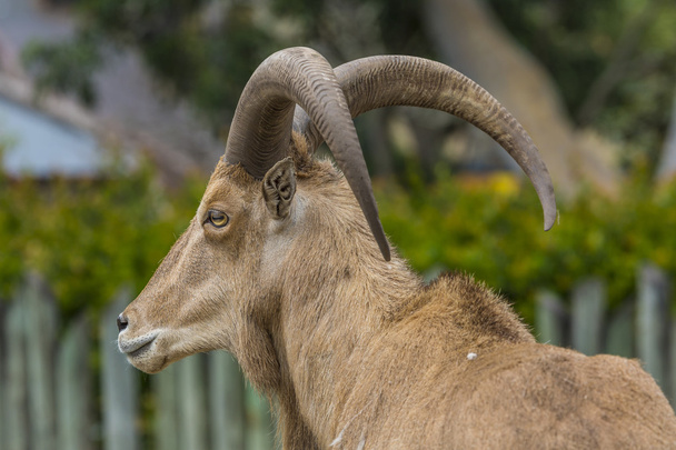 West caucasian tur goat - Photo, Image