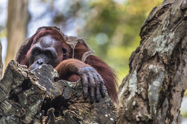O macho adulto do orangotango na natureza selvagem. Ilha Borne
 - Foto, Imagem