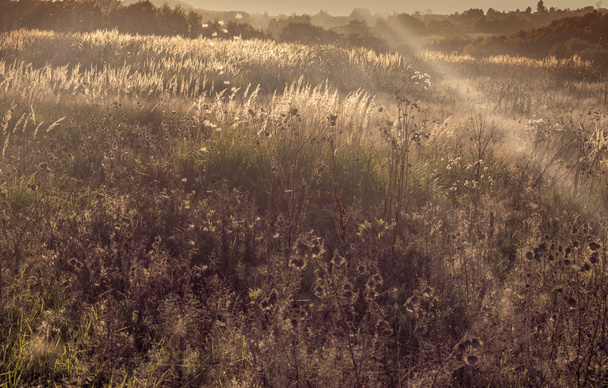 Природа трав в солнечной подсветке
 - Фото, изображение