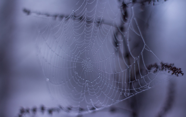 Утренняя роса на паутине - Фото, изображение