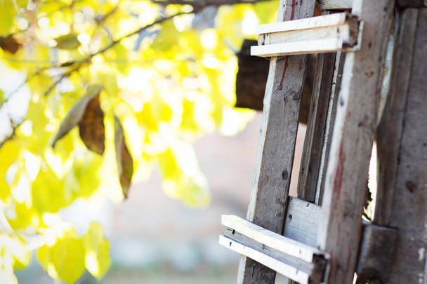 Wooden ladder standing in autumn garden - Foto, imagen