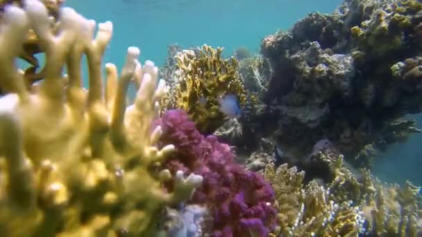 барвисті коралових рифів в Єгипті - Кадри, відео