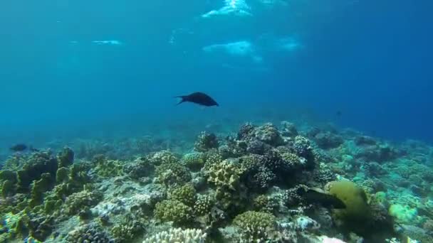 ryby na korálový útes s proudy - Záběry, video