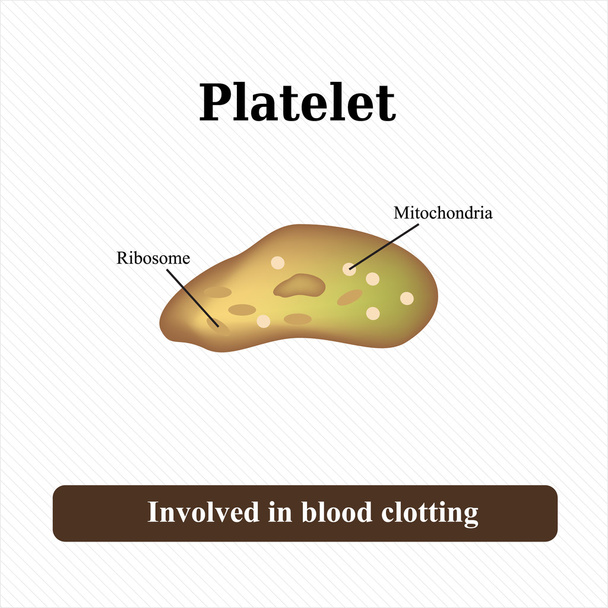 The structure of the platelet. Vector illustration - Vector, Image