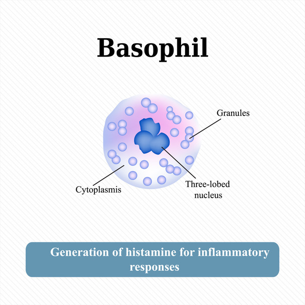 Struktura bazofilu. Vektorová ilustrace - Vektor, obrázek