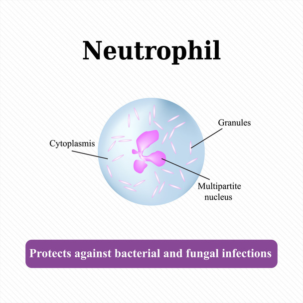 The structure of the neutrophil. Vector illustration - Vector, Image