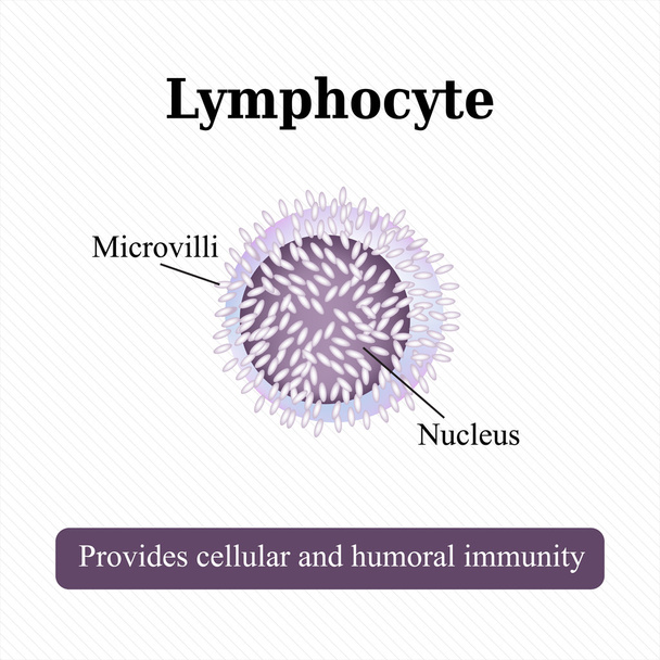 Анатомічна структура лімфоцита.Клетка крові. Векторні ілюстрації
 - Вектор, зображення