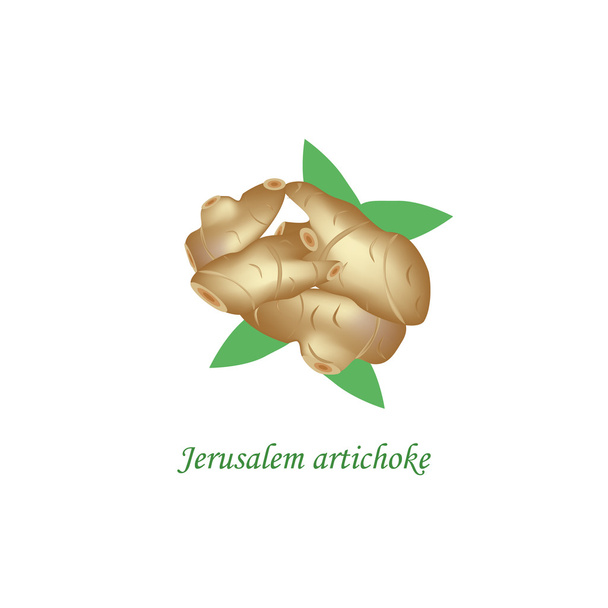 Alcachofa de Jerusalén. Ilustración vectorial sobre fondo aislado - Vector, Imagen