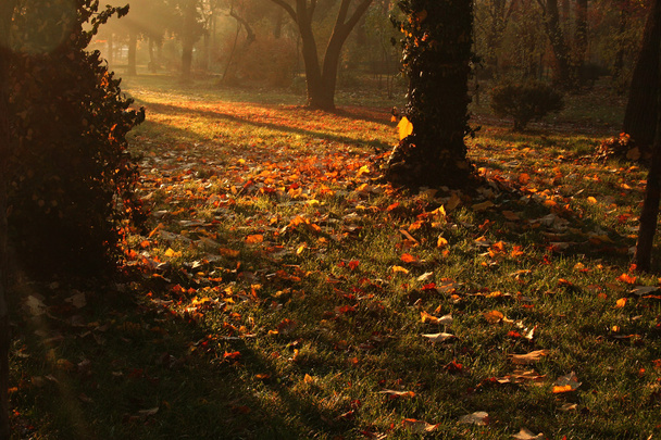 Ранкове світло в парку
 - Фото, зображення