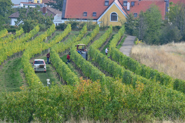 autumn grape harvest, Lower Austria - Photo, Image