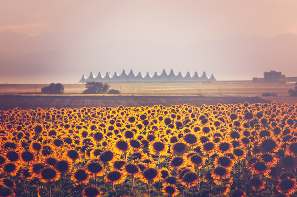 Sunflower field view - Photo, Image