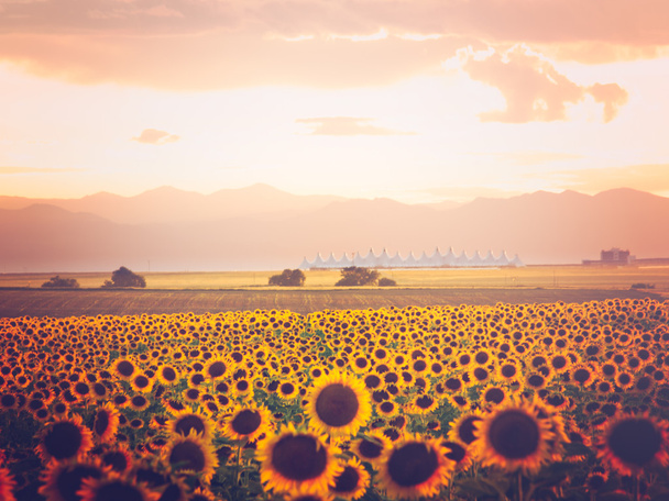 Олія соняшникова поле зору
 - Фото, зображення