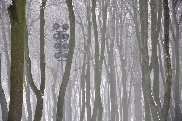 misteriosas siluetas de árboles en la niebla
 - Foto, Imagen