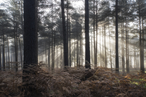 Pine forest Autumn Fall landscape foggy morning - Zdjęcie, obraz