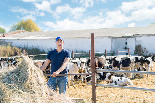 agricultor está trabajando en granja con vacas lecheras - Foto, Imagen