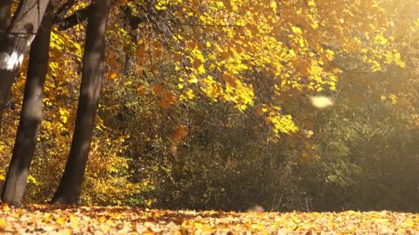 Derramando hojas de otoño cayendo en el parque
 - Metraje, vídeo